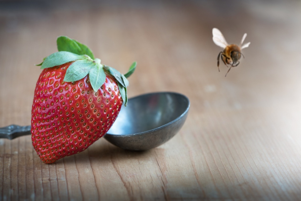 Bienenhonig vegan oder nicht
