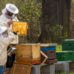 Bienen Anfänger Set für Imker