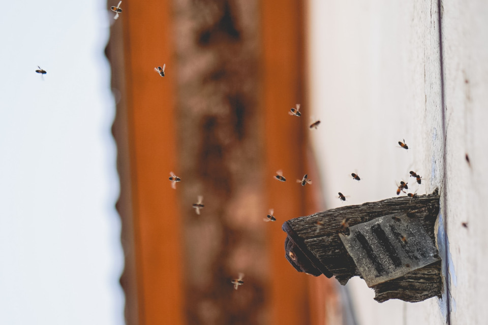 Bienen in der Hauswand entfernen ist keine leichte Aufgabe