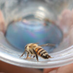 Bienenfalle selbst bauen