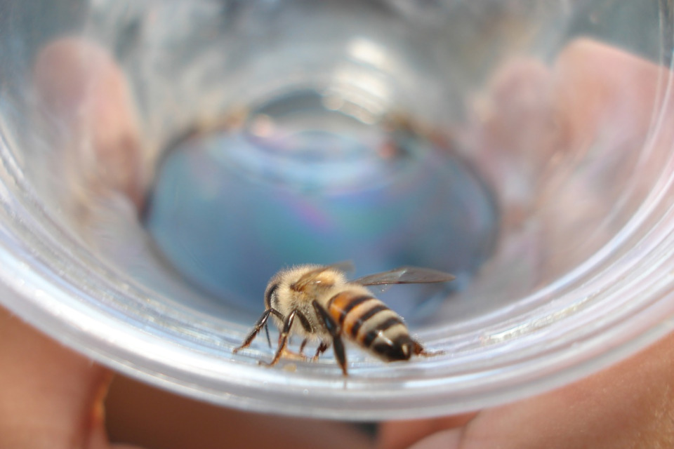 Bienenfalle selbst bauen