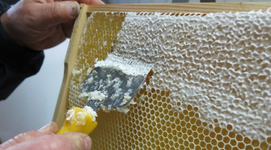 Ernte von Honig, der nicht vegan ist