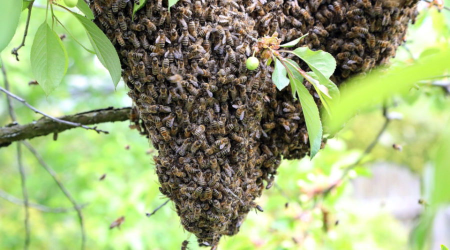Bienenschwarm in einem Baum