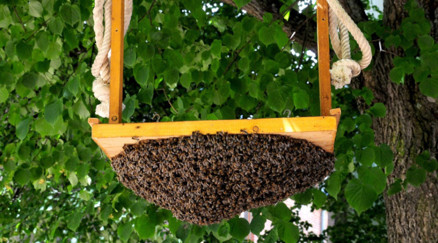 Bienenschwarm Anlocken Honigivan De