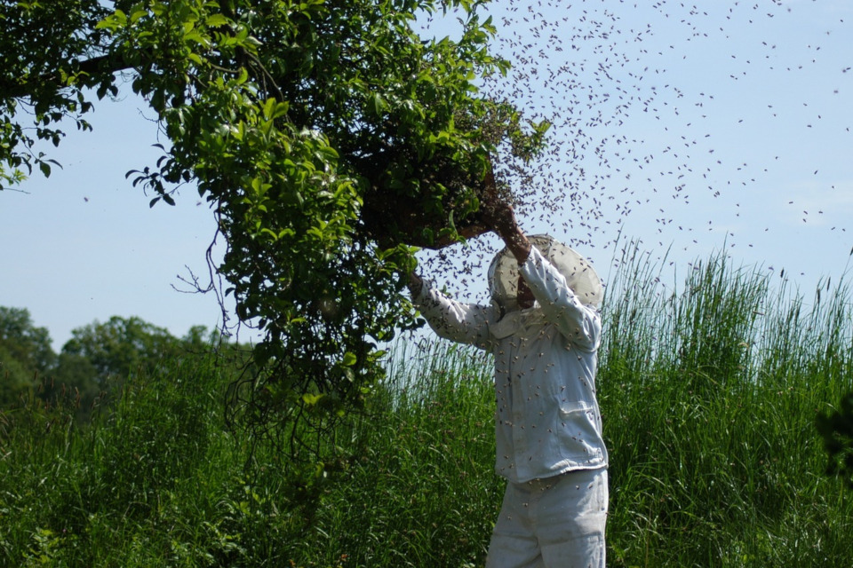 Bienenschwarm Anlocken Honigivan De