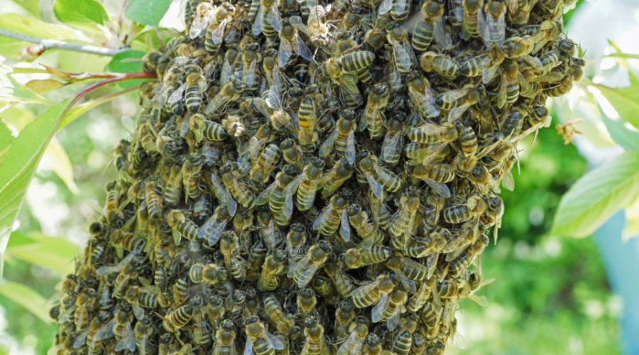 Eine natürliche Bienenstockheizung