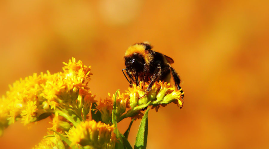 Biene auf Blume - Honig verkaufen