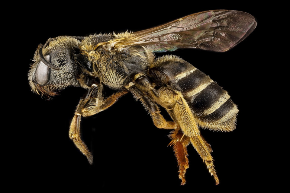 Was Bienen nicht mögen
