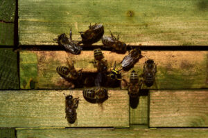 Wespen im Bienenstock