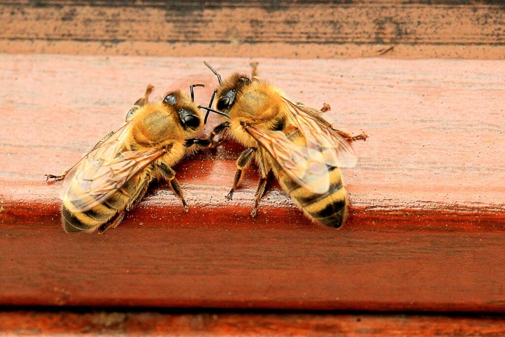 Bienen lassen sich auch auf dem Balkon halten.