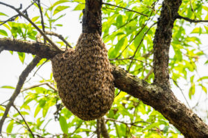 Bienen sind für Umwelt und Natur extrem wichtig.