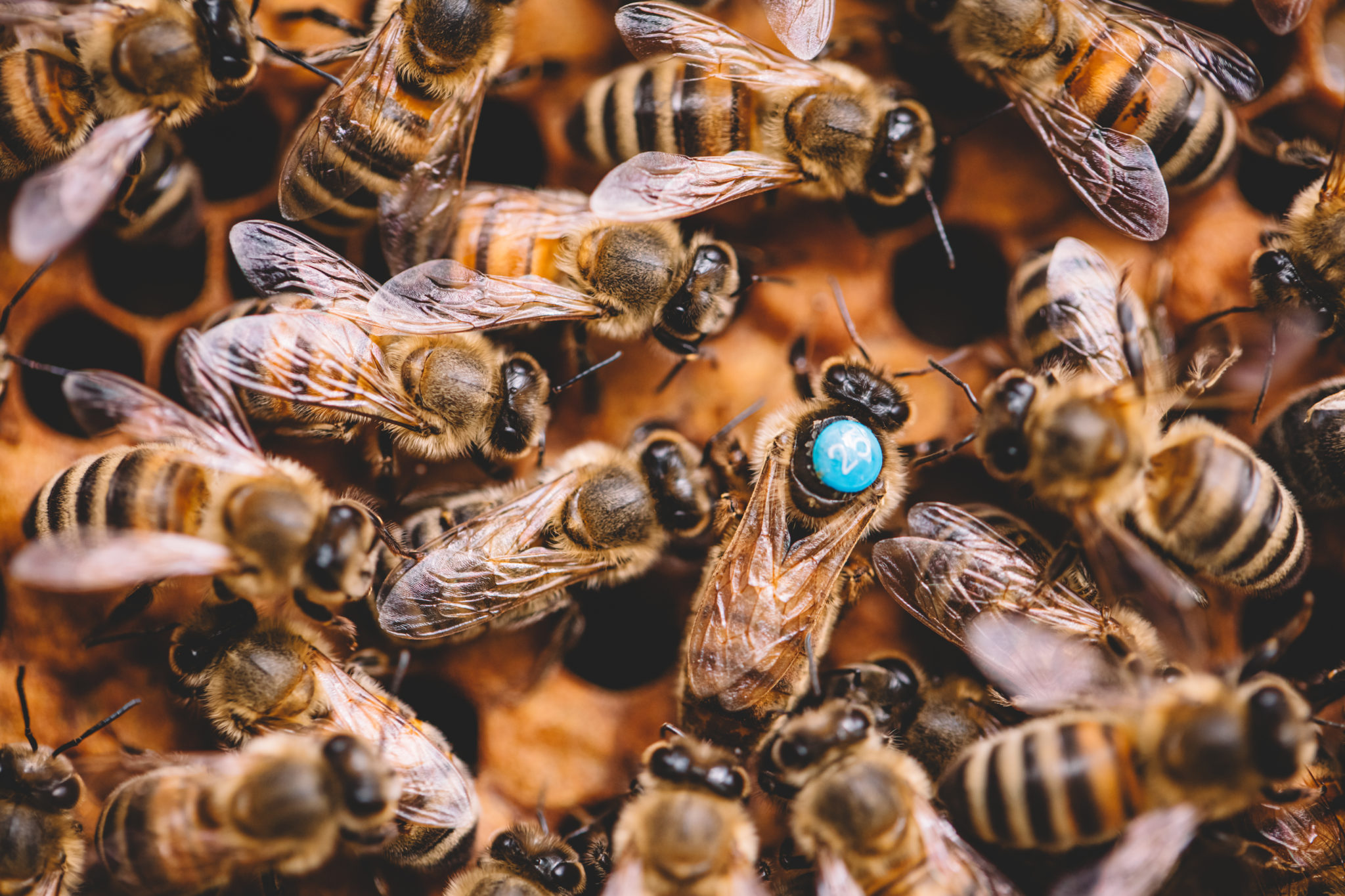 Was mögen Bienen nicht? » honigivan.de