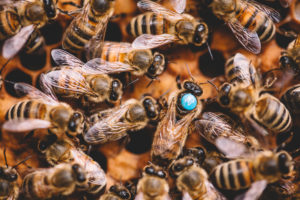 Die Bienenkönigin hält das Bienenvolk zusammen.
