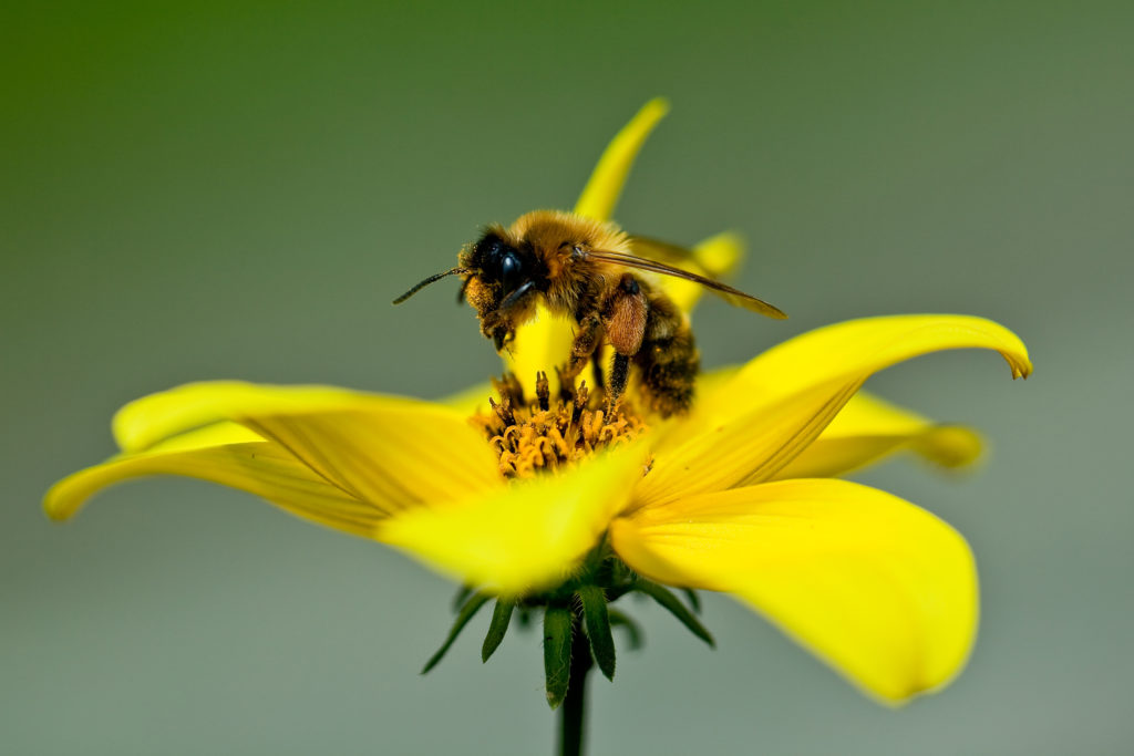 Bunte Blumen im Garten sind ideal für Bienen geeignet.