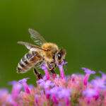 Bienen sollten sich in unseren Gärten wohlfühlen. Foto: manfredxy via Envato