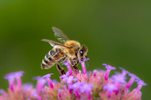 Bienen sollten sich in unseren Gärten wohlfühlen. Foto: manfredxy via Envato